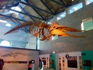 Museo del Mar Vigo